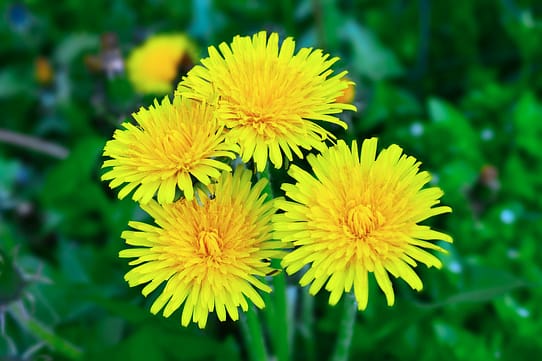 dandelions dandelions