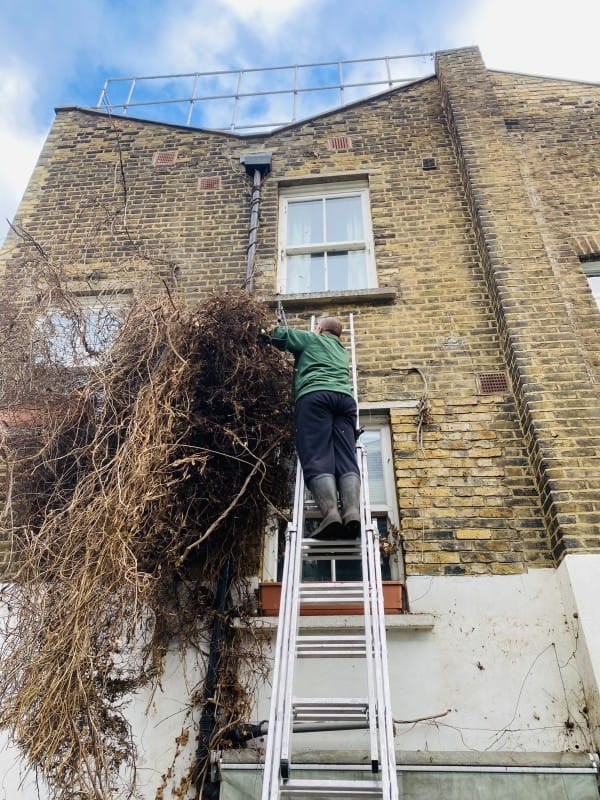 How to Successfully Remove Ivy from Your Garden in South East London