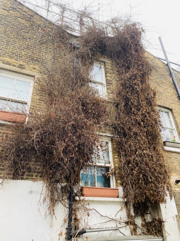 How to Successfully Remove Ivy from Your Garden in South East London