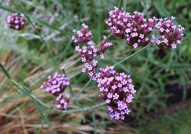 Top 5 Plants That Thrive in Camberwell Gardens (SE5)