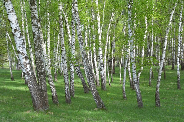 Betula pendula betula pendula
