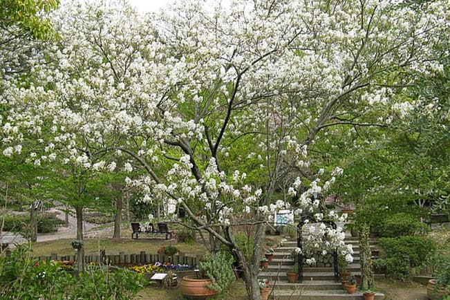amelanchier amelanchier