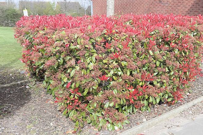 Photinia 'Red Robin'