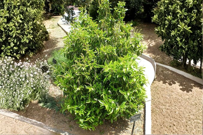 Prunus lusitanica