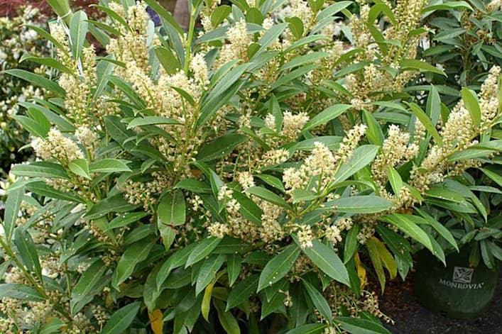 cherry-laurel cherry laurel