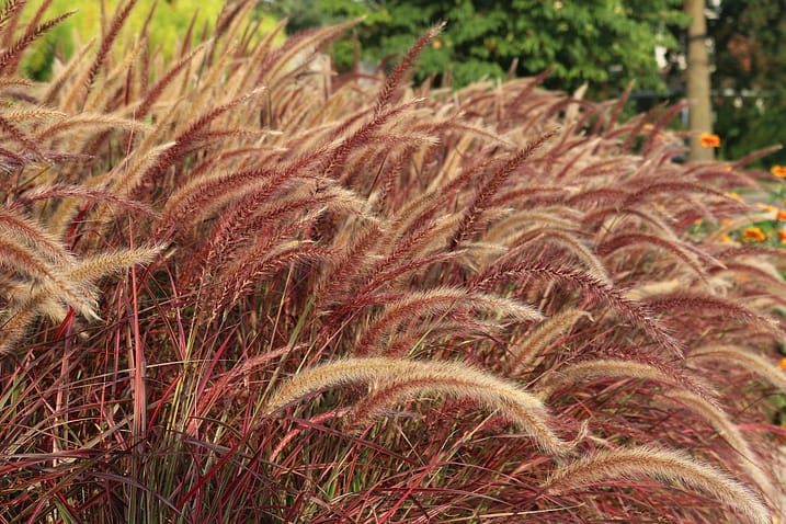 Grass 3: Pennisetum alopecuroides (Fountain Grass) Grass 3: Fountain Grass