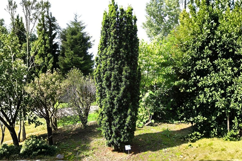 taxus baccata taxus baccata