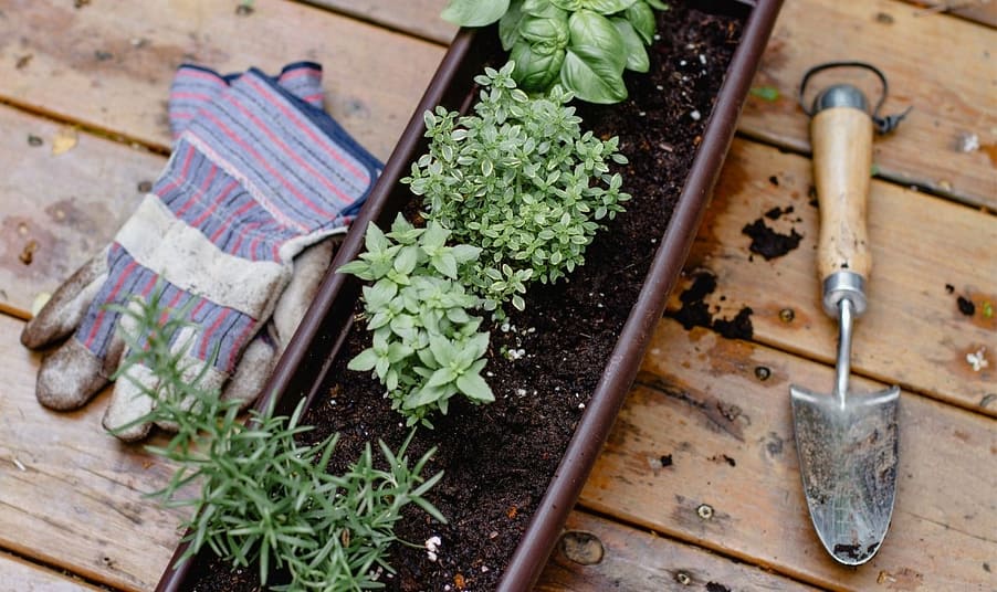 start-off-your-herb-garden-simple start off your herb garden simple