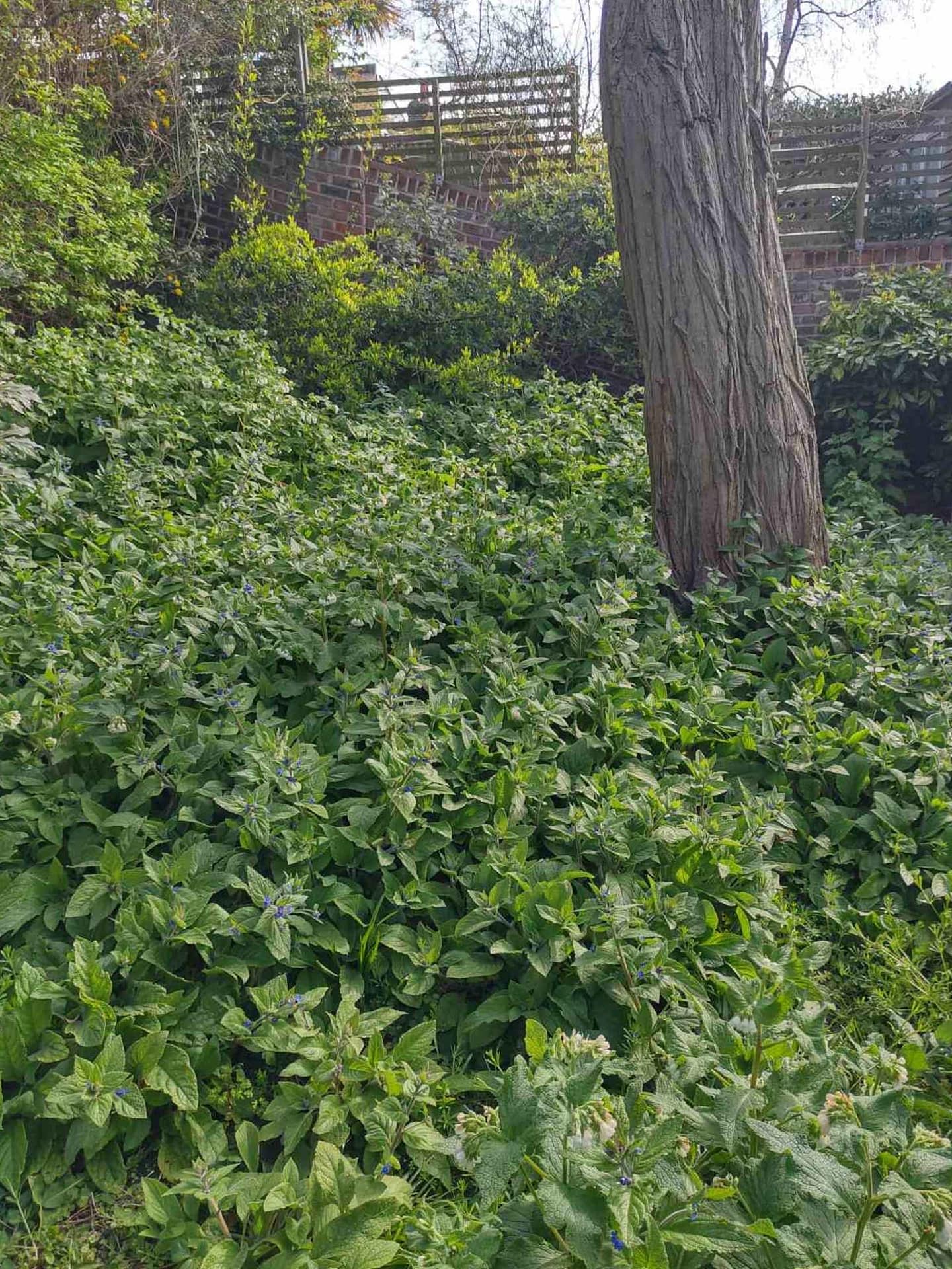 garden care services Forest Hill