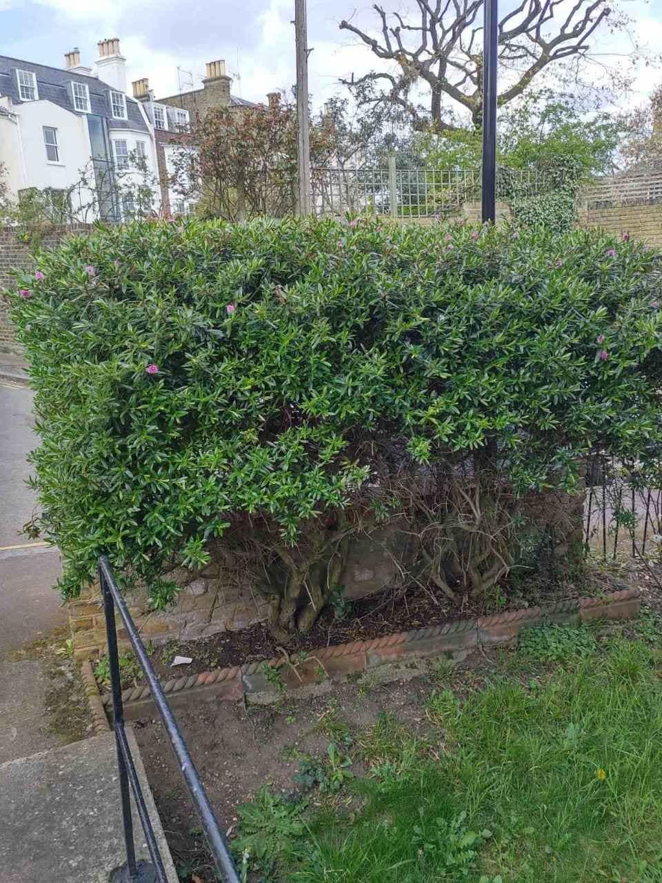 garden edging Forest Hill